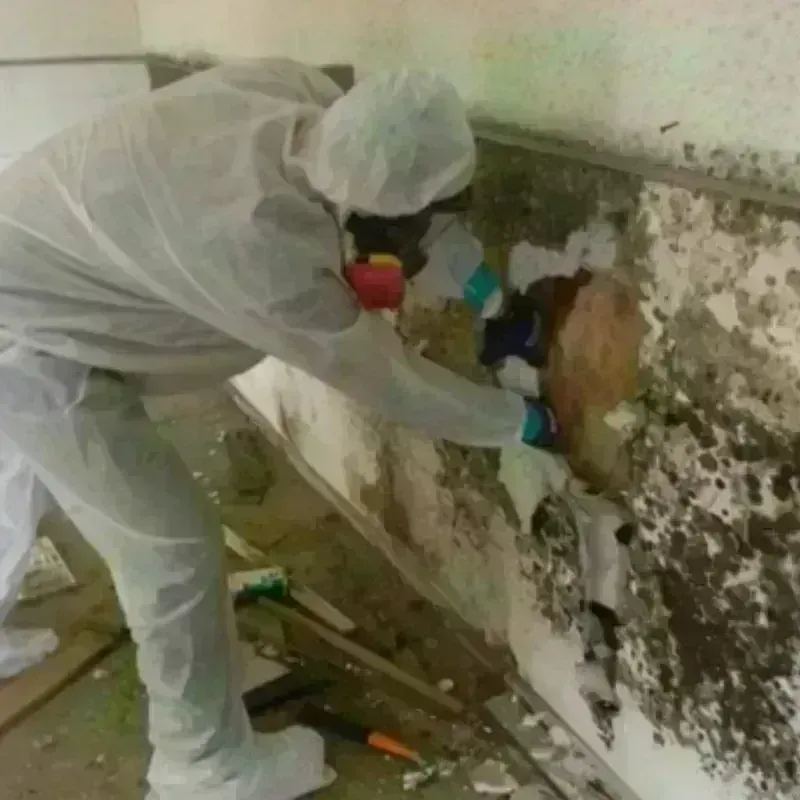 Mold Remediation and Removal in Oglesby, IL